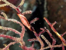 2018-01-10_SelakuCave (47 von 83)