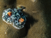 2018-01-10_SelakuCave (5 von 83)