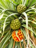 2018-01-13_PulauWeh (7 von 23)