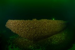 MG_7130
