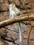 Krabi