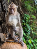 Krabi