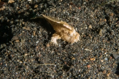 AerPrang1